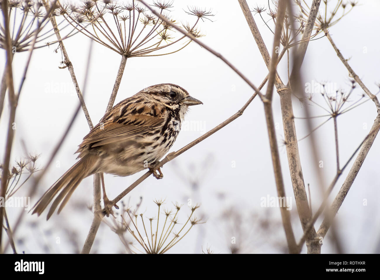 Cierre de canción sparrow (Melospiza melodia) posado sobre una planta de hinojo seco, fondo blanco; el área de la bahía de San Francisco, California Foto de stock