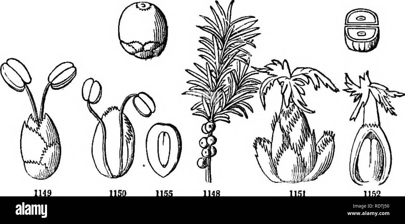 Introducción a la botánica sistemática y estructural, y la fisiología  vegetal. La botánica. Exógeno o plantas dicotiledóneas. 473 TigKum. Algunas  plantas de la familia son más virulentos de venenos; como, por