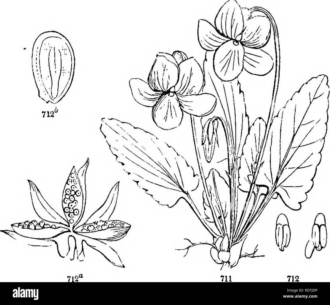 Tinte vegetal Imágenes de stock en blanco y negro - Alamy