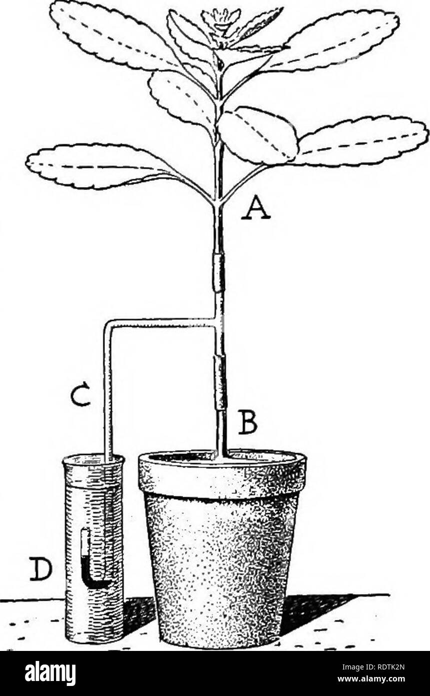 La ciencia de la vida vegetal, una escuela botánica tratar de la planta y  su relación con el medio ambiente. La botánica. Las estructuras y procesos  de raíces 177 Presión de