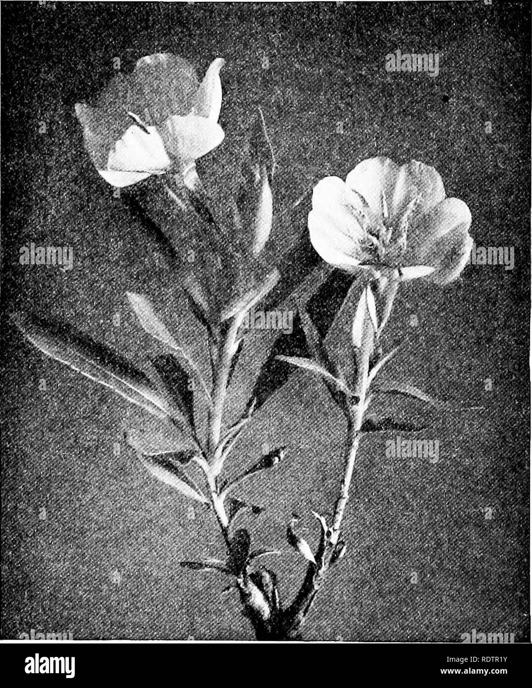Las familias de flores silvestres; la atormenta, personajes y las relaciones familiares de las herbáceas, flores silvestres, con sugerencias para su identificación. La botánica. 24 Introducción en una flor fresca con Las familias de flores silvestres; la atormenta, personajes y las relaciones familiares de las herbáceas, flores silvestres, con sugerencias para su identificación. La botánica. 24 Introducción en una flor fresca con
