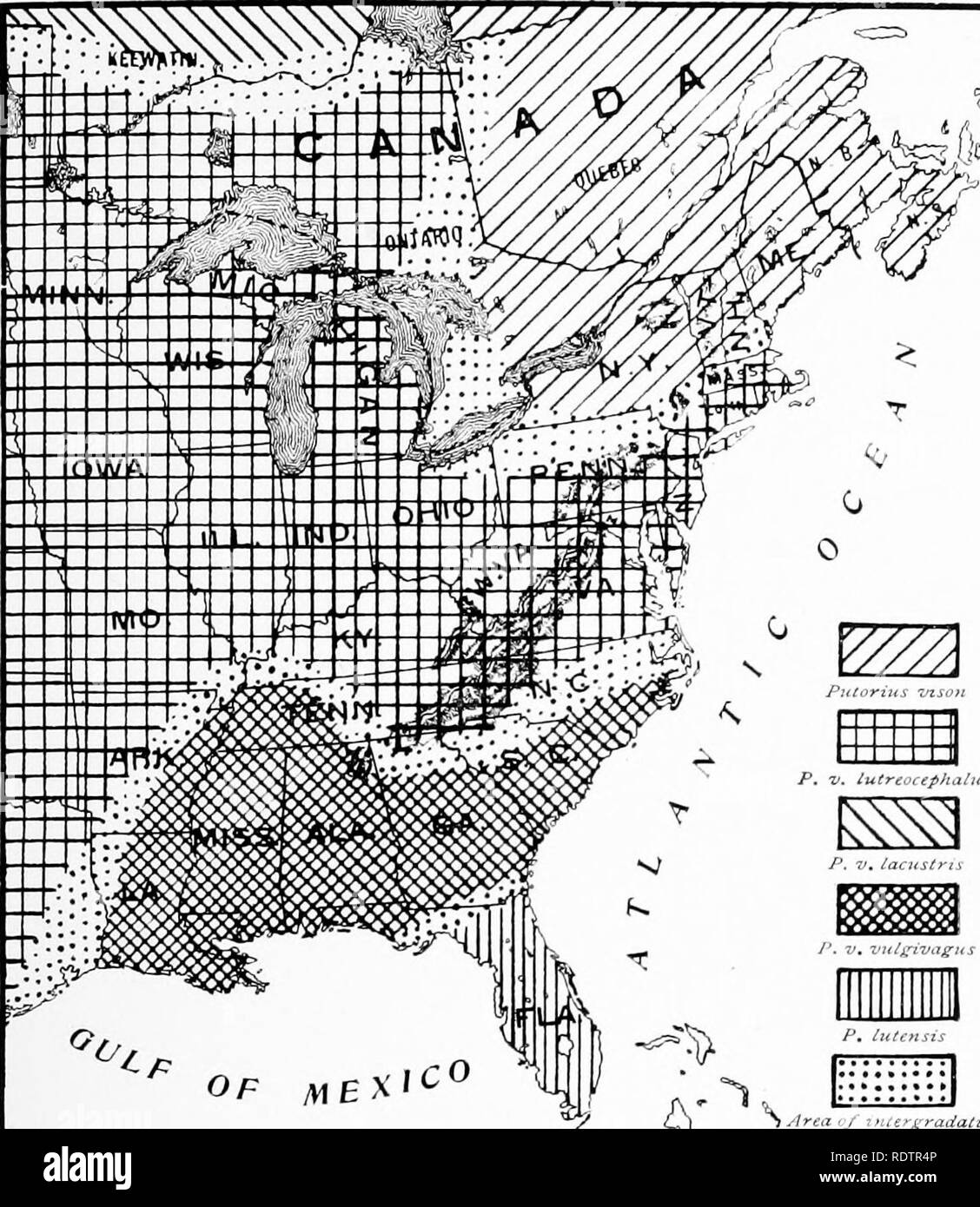 . [Recogidos reimpresiones, 1912-1919. Los mamíferos; Mamíferos; las aves. Feb., 1912 Mamíferos de Illinois y Wisconsin â Cory. 365 ^^iv. o 0 r ,-, s" ^ p. -u. iutn.uiphaUi O. o ^p /hEX"^^^^ = i:)" â s,,â, f_/ interi^i-adaU^ supone la distribución de los Minks (subgénero Lulreola) en la zona oriental de Estados Unidos y Canadá. Los límites de las diversas formas aún no se han determinado de manera satisfactoria. Putorius vison (Schreber). (Saugthiere, III, 1777, pág. 463.) localidad tipo "Canadá oriental. Una pequeña forma oscura. Putorius V. lutreocephalus (Harlan). Localidad tipo â Maryland. Mayor y no tan oscura como Foto de stock
