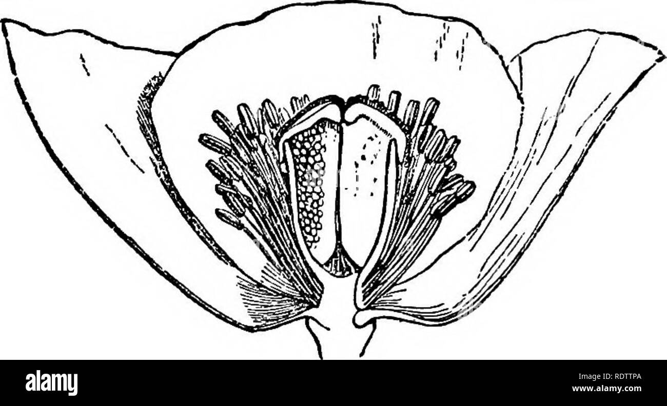La botánica para escuelas y colegios. La botánica. PARIETALE8. 555 La  curiosa planta llamada la Rosa de Jericó (Anastatiea Tiierochun- tica), a  menudo se vende como una curiosidad, es una pequeña