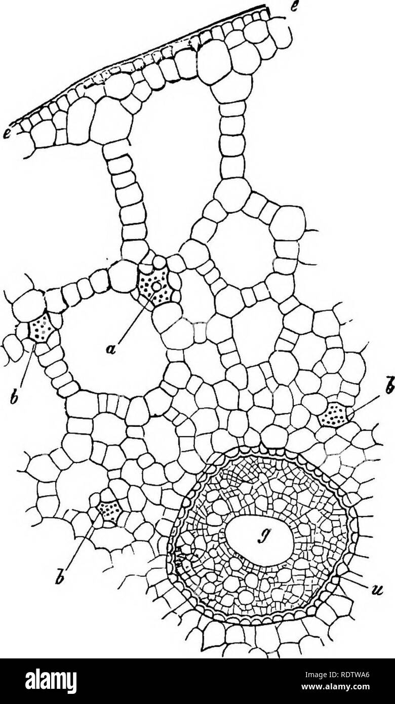 La botánica para escuelas y colegios. La botánica. Los espacios  intercelulares. 129 celular; de esta naturaleza son las cavidades en muchos  tallos huecos -por ejemplo, en muchos Umbelliferse y Graminese. 162.-Hay