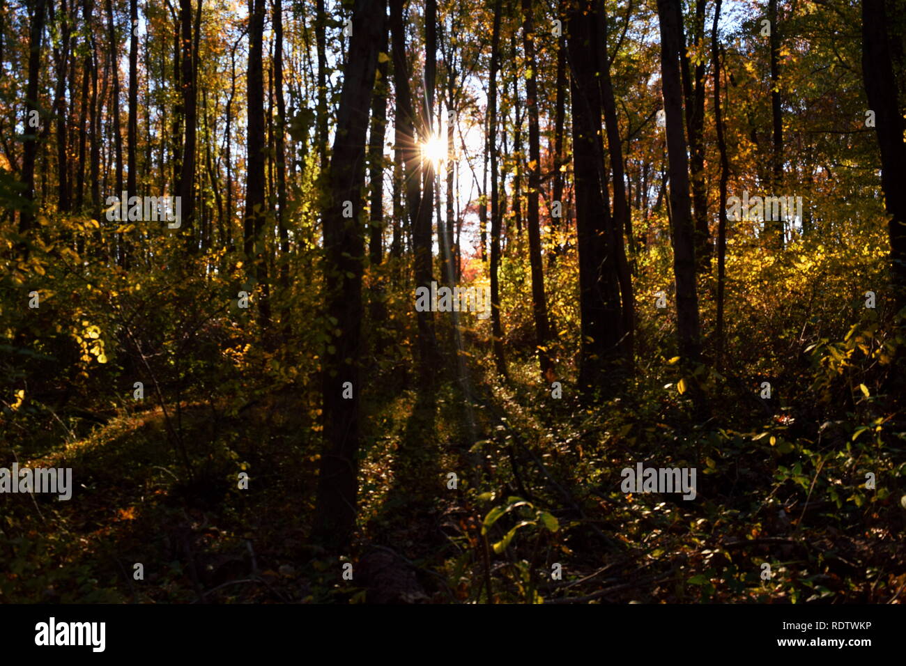 Pico de luz solar a través de la selva en el norte de Virginia Foto de stock