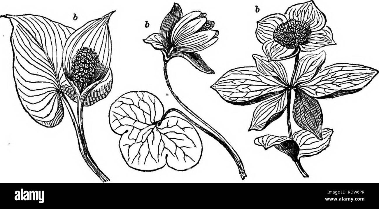 Libro de clase de botánica: contornos de la estructura, la fisiología y la  clasificación de las plantas : con una flora de los Estados Unidos y Canadá  . La botánica; Botánica;