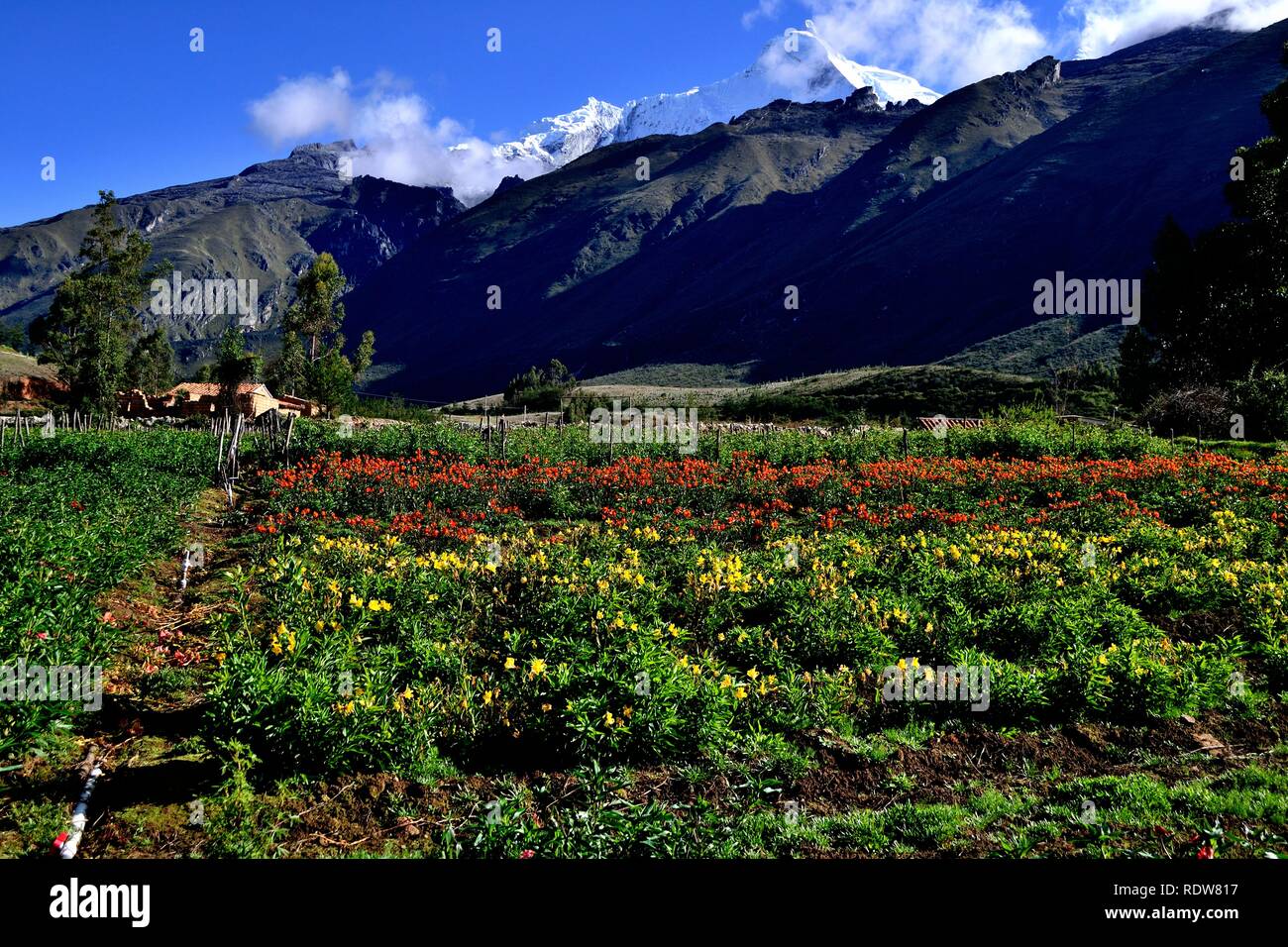 Monte Huandoy - Harvest Astromelias lilas - comunidad campesina en  Humacchuco - Parque Nacional Huascarán. Departamento de Ancash.Perú  Fotografía de stock - Alamy