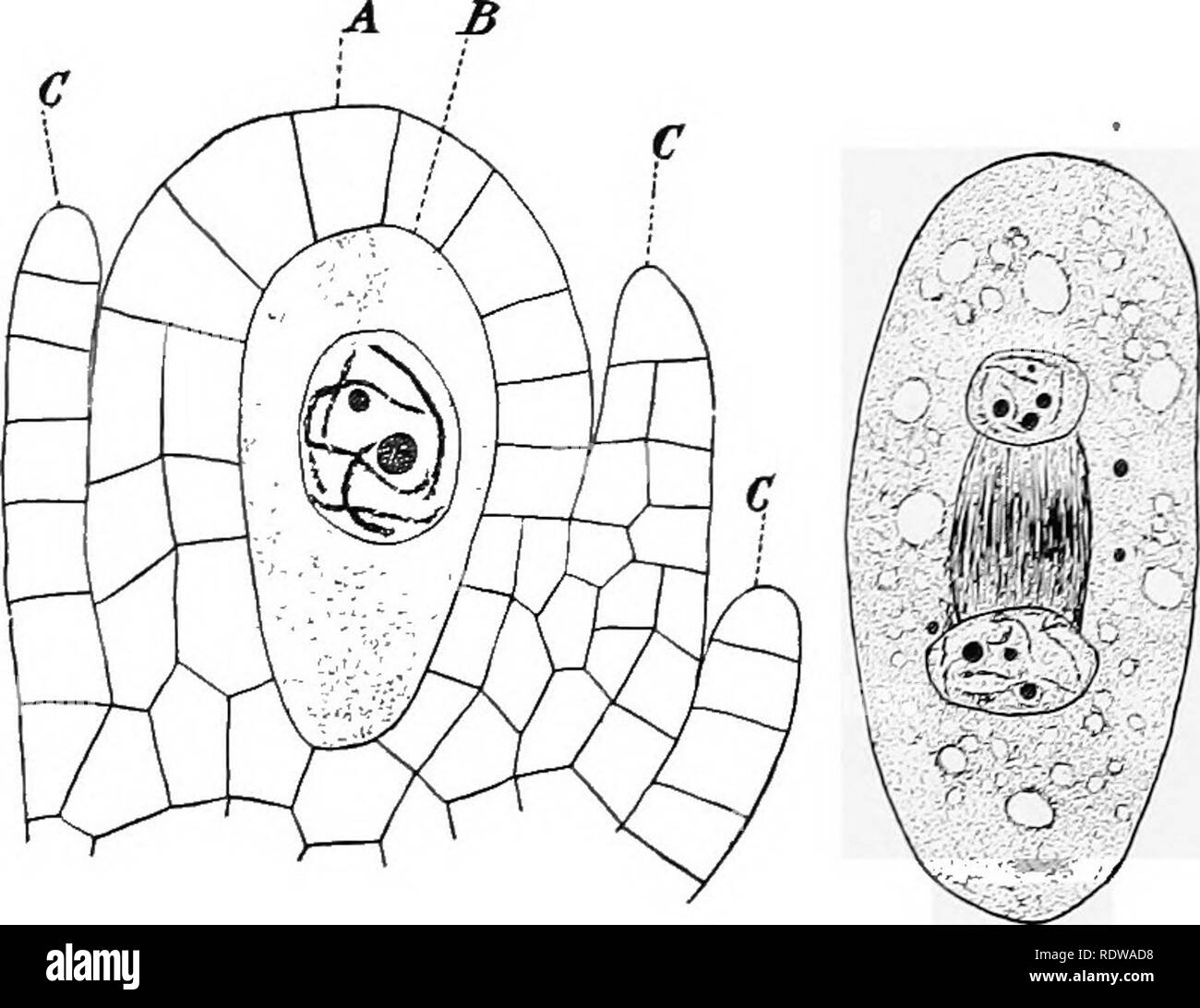 Las plantas; un libro de texto de botánica. La botánica. : ANGIOSPEEMS  SPERirATOPHYTES 203 de sus células, pero no penetrar en ellos, entra en la  cavidad del ovario, pasa a través