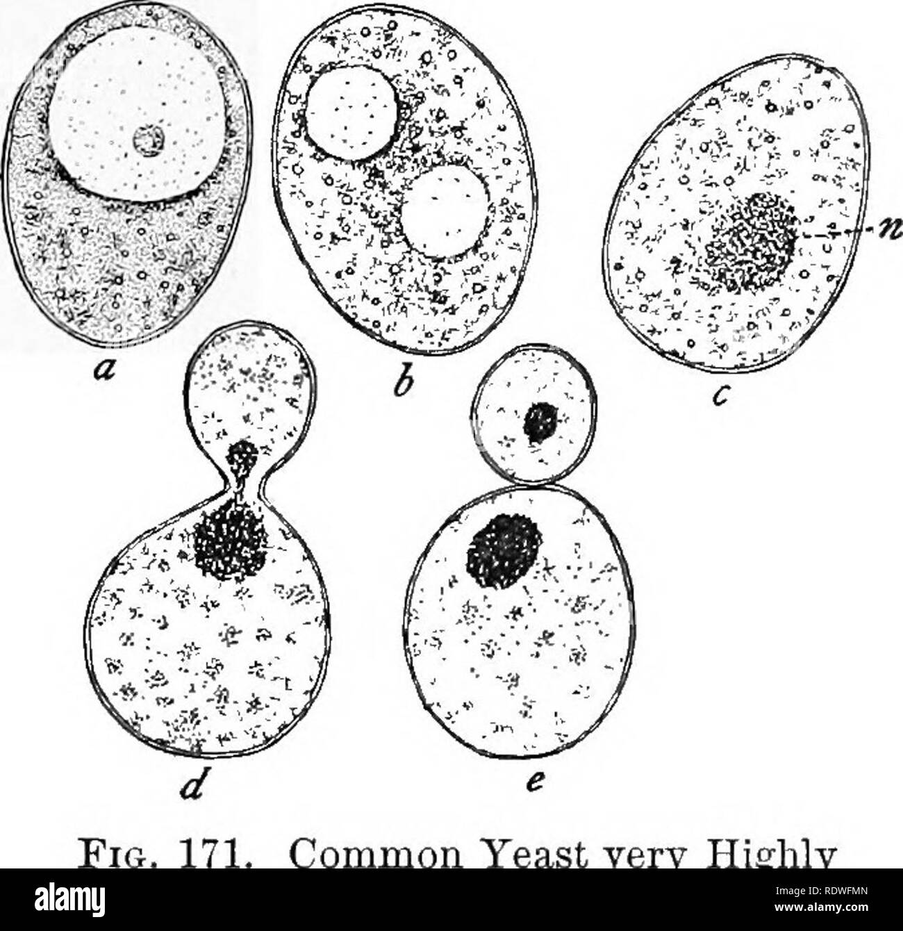 Formación de esporas Imágenes de stock en blanco y negro - Página 2 - Alamy