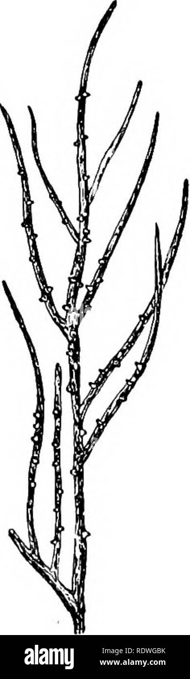 Siempre no relacionado cache Plantas unicelulares Imágenes de stock en blanco y negro - Alamy
