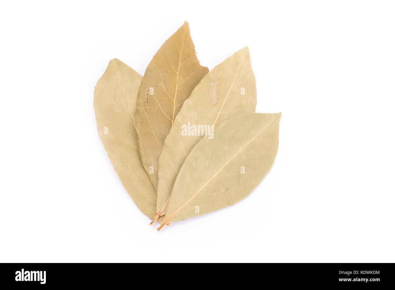 Hojas de laurel seco aislado sobre fondo blanco Fotografía de stock Alamy