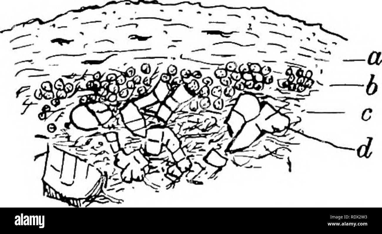 Henri braconnot fotografías e imágenes de alta resolución Alamy