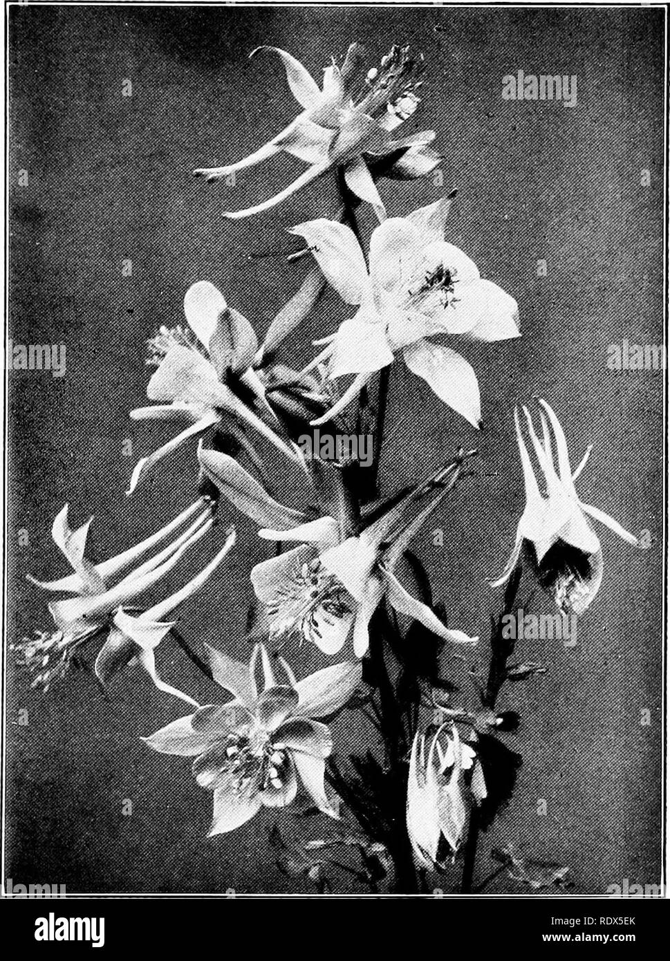 Planta ornamental con nombres Imágenes de stock en blanco y negro - Alamy Planta ornamental con nombres Imágenes de stock en blanco y negro - Alamy