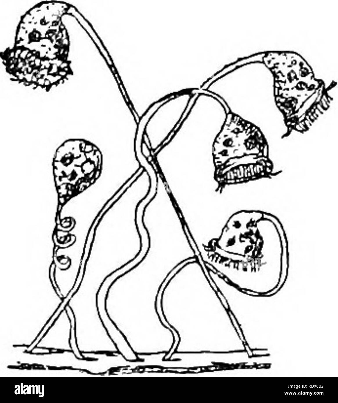 . Historia natural. La zoología. Fig. 8.-Ciliados Infusoria. Un J Paramcficium. B, Stentor. El ciliado Infusorians son clasificados de acuerdo a la disposición de sus cilios. Estos a veces cubrir toda la superficie del cuerpo, como en la zapatilla animalcule (Fig. 8, A), lo cual es muy frecuente en el agua del estanque o en infusiones de heno, y de las medidas de - y}^^ de una pulgada de largo. En este protozoario, la distinción entre la parte exterior de la carrocería y el interior de la parte granulada es muy clara, y la boca y el tubo que conduce desde que son muy evidentes. En la "piel" externa un número pequeño de dbo oval Foto de stock