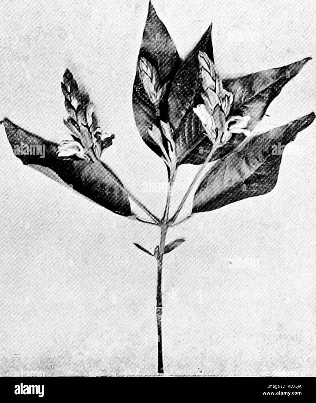 . La flora de Argelia. La botánica. NO Heracleifolia Montagnaea - Compositae Montagnoea Montanoa Pequeño árbol cubierto en otoño con flores semejantes a grandes margaritas. Justicia Adhatoda NO - Acanthacese arbusto con tlowers blanco . 170. Por favor tenga en cuenta que estas imágenes son extraídas de la página escaneada imágenes que podrían haber sido mejoradas digitalmente para mejorar la legibilidad, la coloración y el aspecto de estas ilustraciones pueden no parecerse perfectamente a la obra original. Gubb, Alfred S. (Alfred Samuel), 1857-. Alger, Imprimerie Alge?rienne; Londres, Ballie?re, Tindall &Amp; Cox Foto de stock