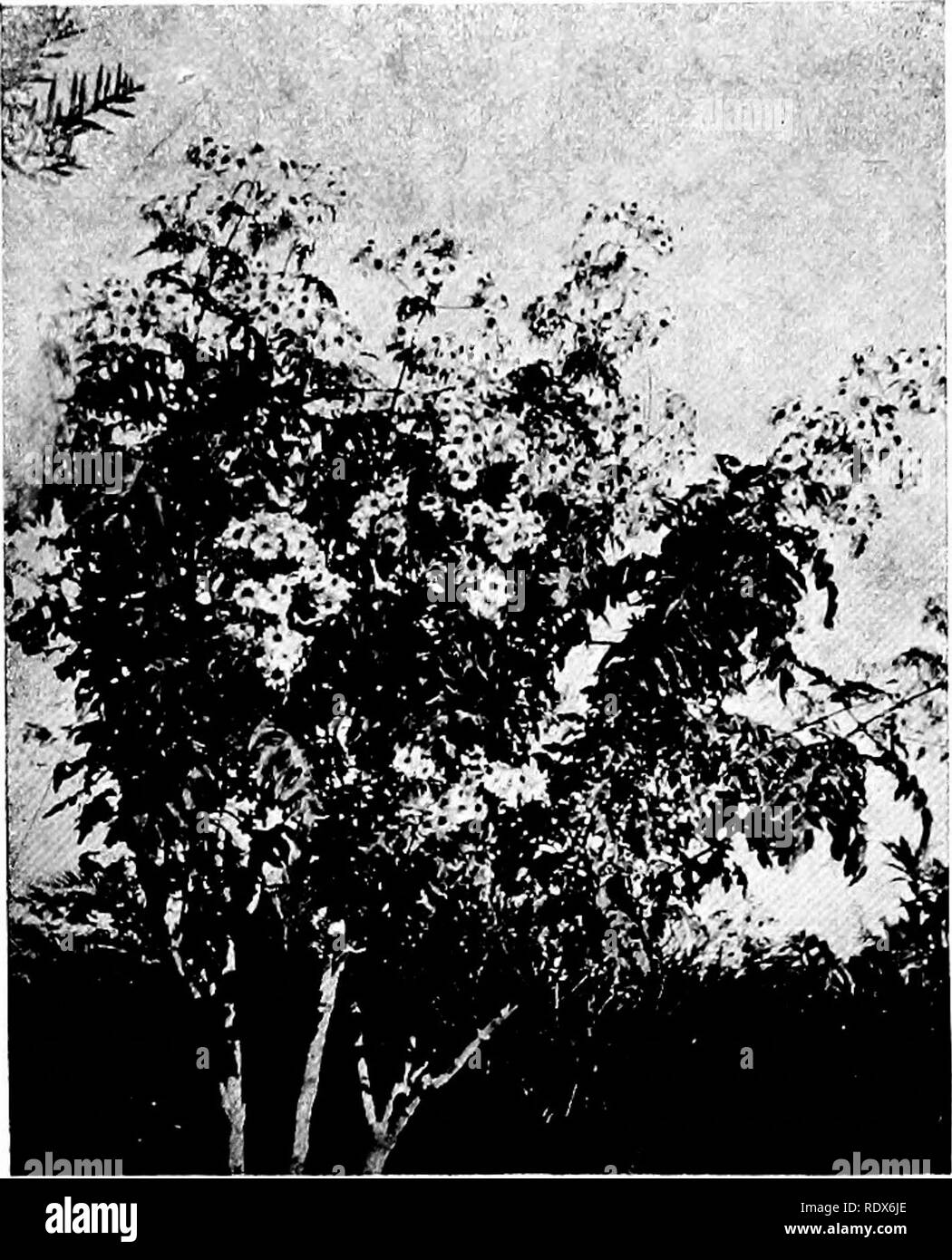 . La flora de Argelia. La botánica. NO Heracleifolia Montagnaea - Compositae Montagnoea Montanoa Pequeño árbol cubierto en otoño con flores semejantes a grandes margaritas. Por favor tenga en cuenta que estas imágenes son extraídas de la página escaneada imágenes que podrían haber sido mejoradas digitalmente para mejorar la legibilidad, la coloración y el aspecto de estas ilustraciones pueden no parecerse perfectamente a la obra original. Gubb, Alfred S. (Alfred Samuel), 1857-. Alger, Imprimerie Alge?rienne; Londres, Ballie?re, Tindall &Amp; Cox Foto de stock