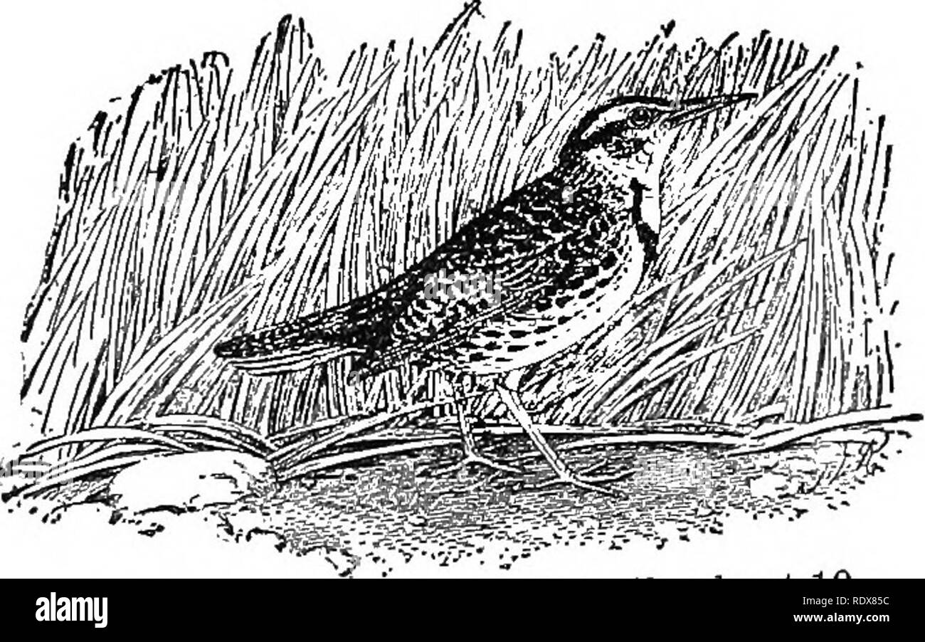 Insectos mas importantes Imágenes de stock en blanco y negro Página 2