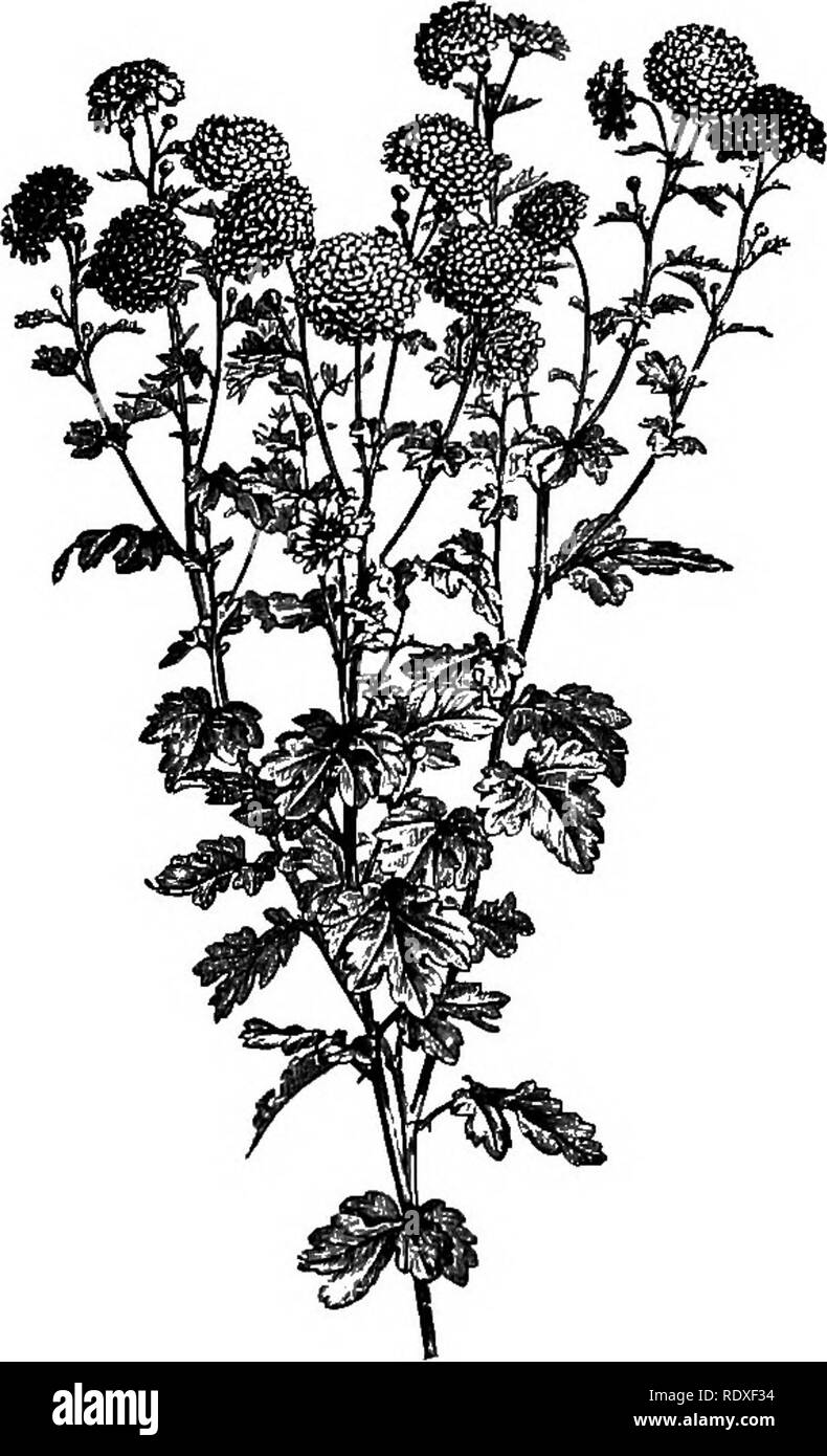 . El libro de jardinería; un manual de horticultura. Jardinería y