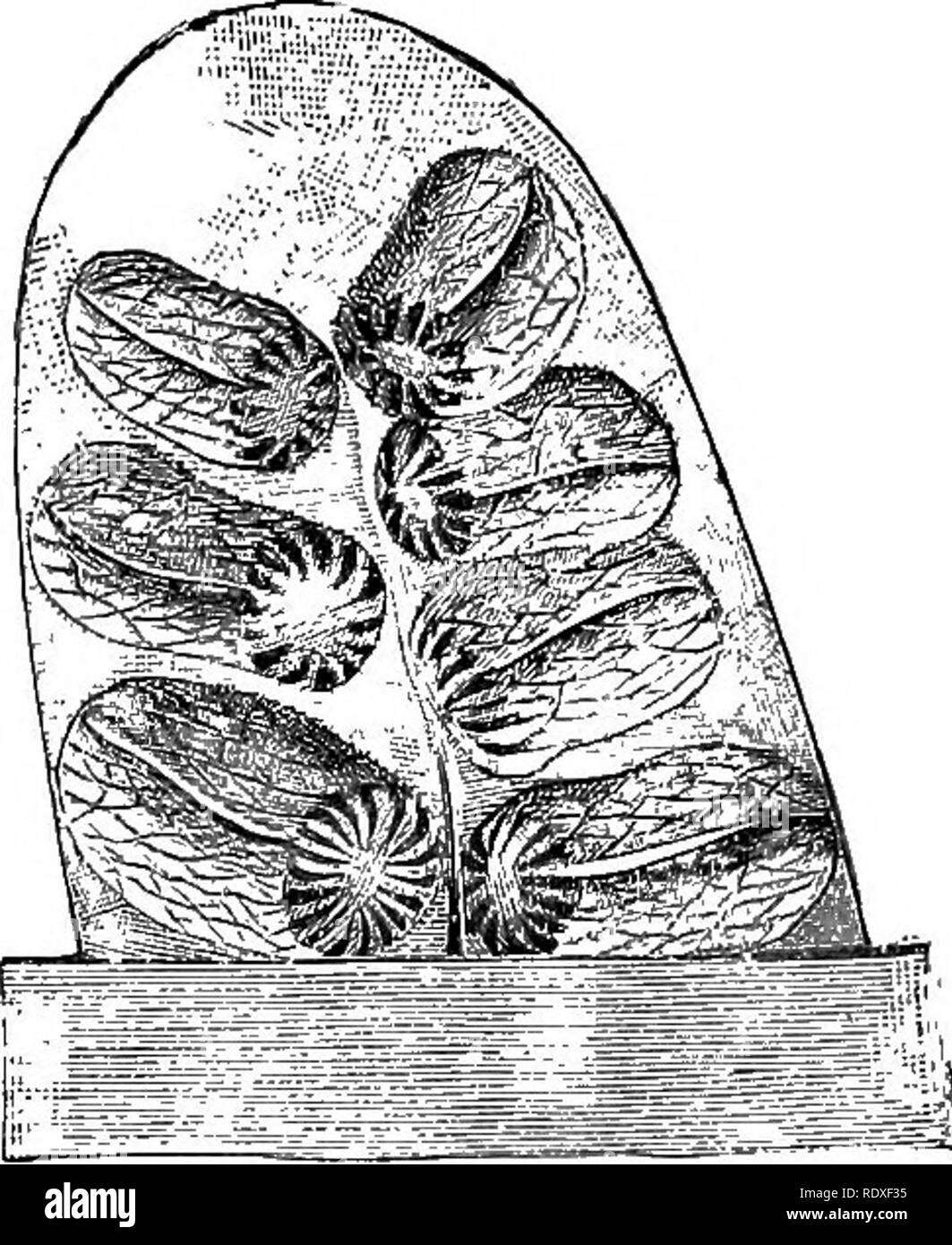 . El origen de una tierra flora, una teoría basada en los hechos de la alternancia. La morfología de la planta. Fig. 303. (Pecopteris Senftcnbergia) elegans, Corda. A=^ pedazo pequeño de sporophyll (-J). 5=a spor- angium px5')* (después Zeiller, de Engler y Prantl, Nat. Pflanzenfam.) Los esporangios de Mohria son radialmente construido, el ápice y la base está opuesta (Fig. 302 d, e). En los otros dos géneros los esporangios están más o menos curvada, así como a ser dorsiventral: esta curvatura es leve y Aneimia Schizaea (Fig. 302 a, b, f, g), pero muy marcada en Lygodium (Fig. 302 c). Aquí será bien al introducir un Foto de stock