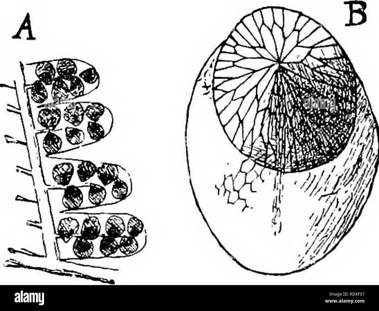 . El origen de una tierra flora, una teoría basada en los hechos de la alternancia. La morfología de la planta. 546 FILICALES. Fig. 303. (Pecopteris Senftcnbergia) elegans, Corda. A=^ pedazo pequeño de sporophyll (-J). 5=a spor- angium px5')* (después Zeiller, de Engler y Prantl, Nat. Pflanzenfam.) Los esporangios de Mohria son radialmente construido, el ápice y la base está opuesta (Fig. 302 d, e). En los otros dos géneros los esporangios están más o menos curvada, así como a ser dorsiventral: esta curvatura es leve y Aneimia Schizaea (Fig. 302 a, b, f, g), pero muy marcada en Lygodium (Fig. 302 c). Aquí será bien Foto de stock