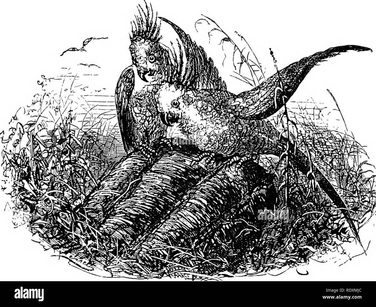 Las aventuras de un joven naturalista. Historia natural. Un joven