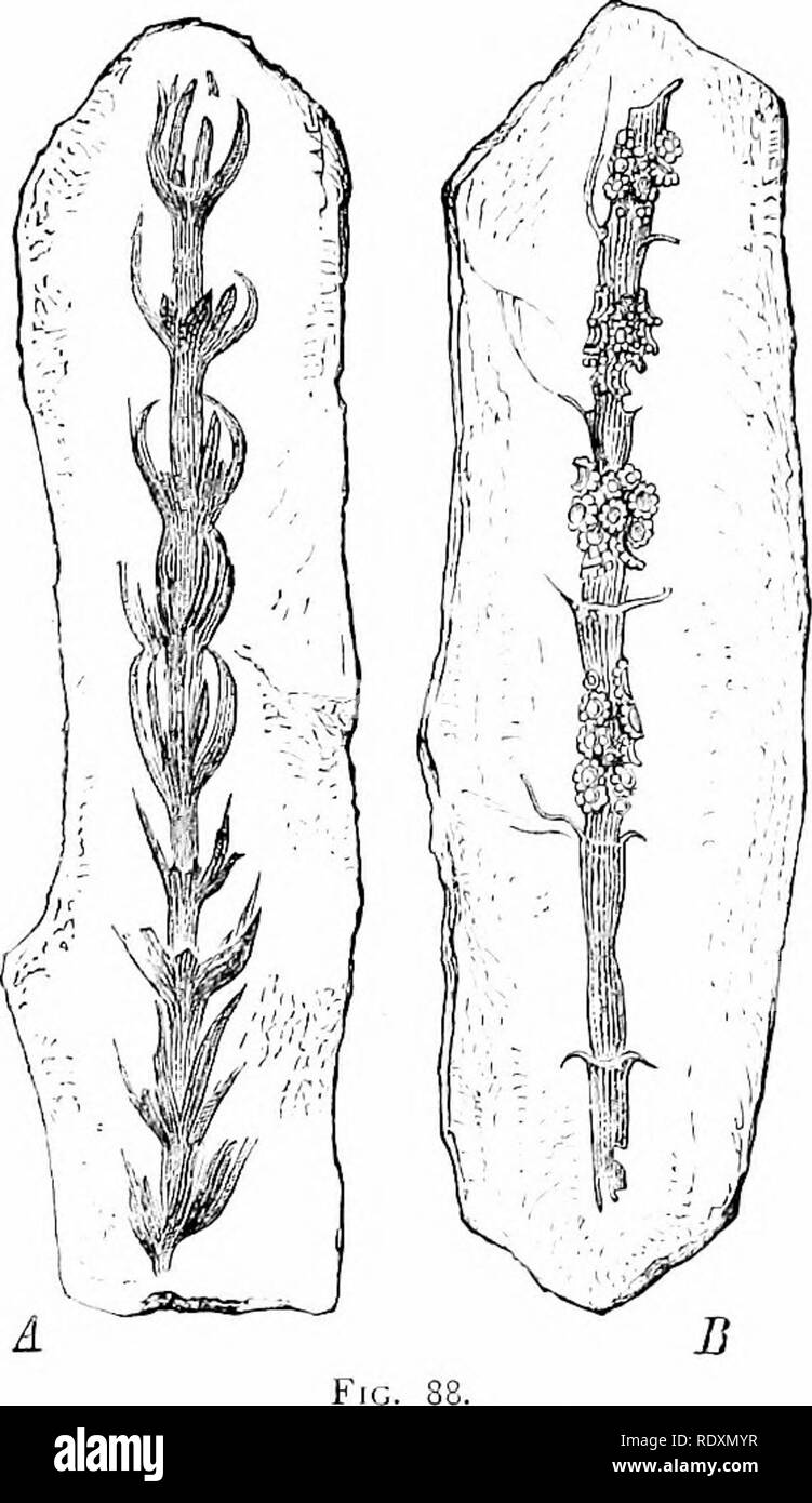 Hojas vestigiales Imágenes de stock en blanco y negro Alamy