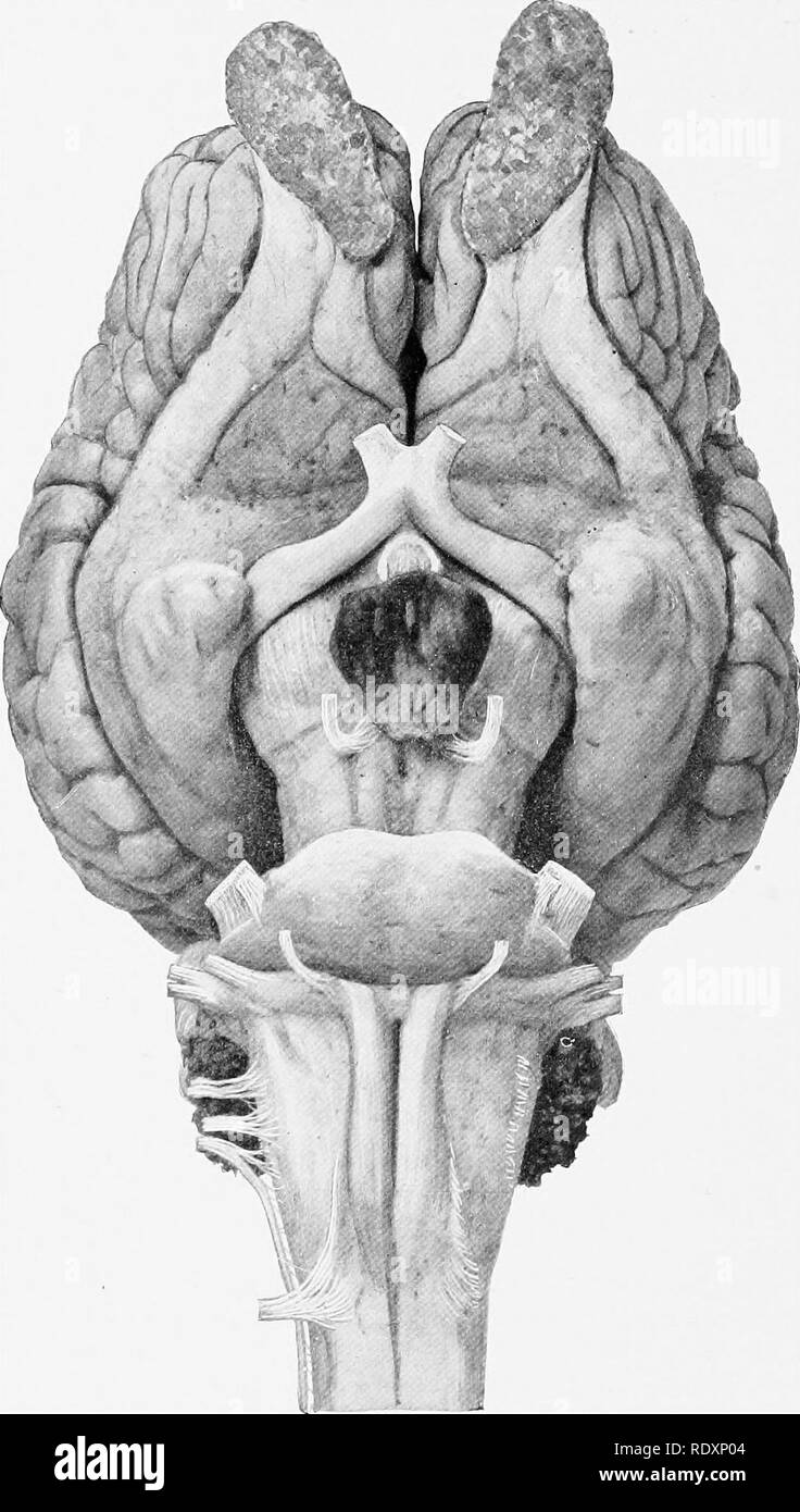 La anatomía de los animales domésticos . Anatomía Veterinaria. 70 SISTEMA  NERVIOSO DEL CABALLO el cuarto o trochlear nervio puede verse emergiendo  entre el puente de Varolio y el hemisferio cerebral,
