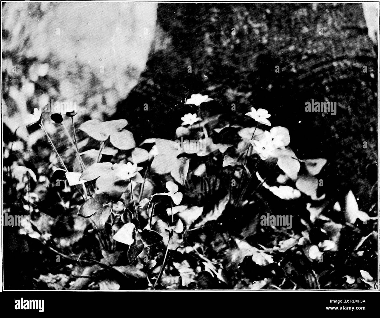 . Las familias de plantas en floración. Las plantas; de fanerógamas. El mundo de las plantas. Fig. 87. La Fasciola hepatica, Hepalica. Después de fotografía por el Sr. Carl Krebs, Cleveland, Ohio. Por favor tenga en cuenta que estas imágenes son extraídas de la página escaneada imágenes que podrían haber sido mejoradas digitalmente para mejorar la legibilidad, la coloración y el aspecto de estas ilustraciones pueden no parecerse perfectamente a la obra original. Pollard, Charles Louis, 1872-. Washington, D. C. , el mundo vegetal Co Foto de stock