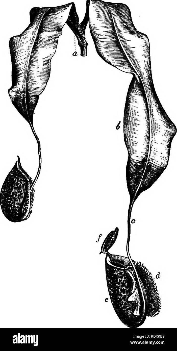 . Los fundamentos de la botánica. La botánica. 286 B0TAN7, tendril-como el órgano, en cuyo extremo se desarrolla un cuerpo cerrado hueco, que finalmente se abra por la separación de una tapa articulada (Fig. 173, d), e), /). En el. Fig. 173.-dos hojas de Nepenthes, el Indio lanzadora-hoja. /, La tapa, que todavía está cerrado en las hojas más jóvenes. Reducidos. cavidades de estos lanzadores un líquido acuoso, ligeramente ácido es secretada; tras sus fronteras son secretadas miel o néctar- cae, que atraen a los insectos, y estos caigan en el. Por favor tenga en cuenta que estas imágenes son extraídas de la página escaneada imágenes que pueden tener Foto de stock
