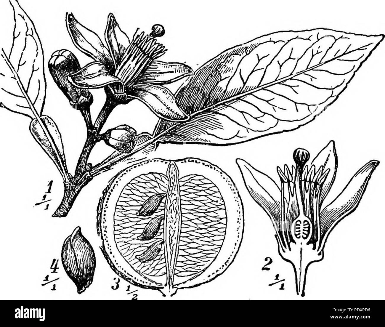 Un manual de plantas venenosas, principalmente del este de América del  Norte, con una breve nota sobre la situación económica y las plantas  medicinales, y numerosas ilustraciones. Las plantas venenosas. 582