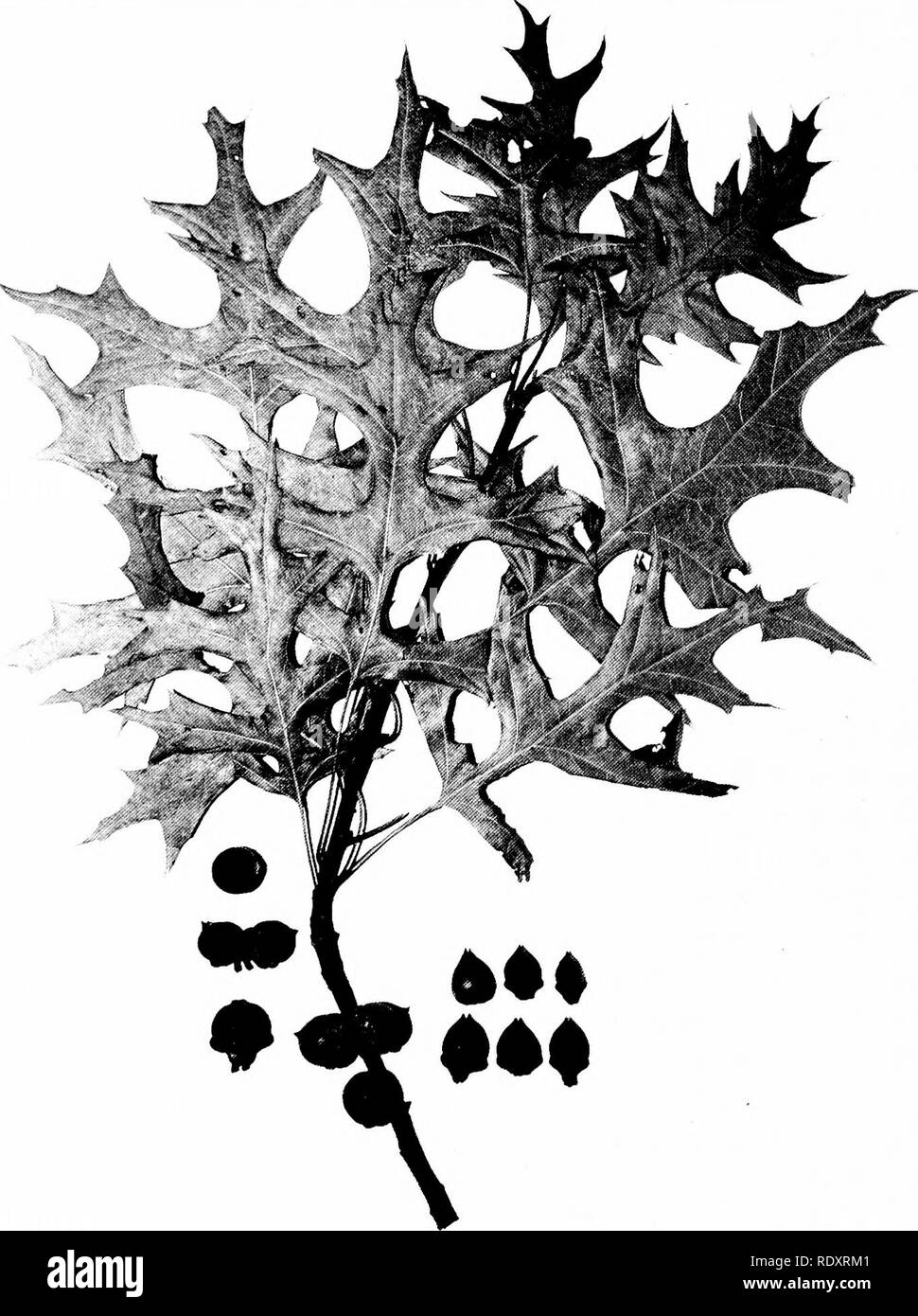 . Árboles de Indiana. Los árboles. 124 Placa -"iO.. QUEHCUS PALUSTRIS Muenchhausen. (X >2-) bellotas de diferentes árboles. Aquellos en la izquierda la forma común, los de la derecha la forma rara.. Por favor tenga en cuenta que estas imágenes son extraídas de la página escaneada imágenes que podrían haber sido mejoradas digitalmente para mejorar la legibilidad, la coloración y el aspecto de estas ilustraciones pueden no parecerse perfectamente a la obra original. Deam, Charles Clemon, 1865-1953. Fort Wayne, Indiana , Fort Wayne Printing Co. Foto de stock