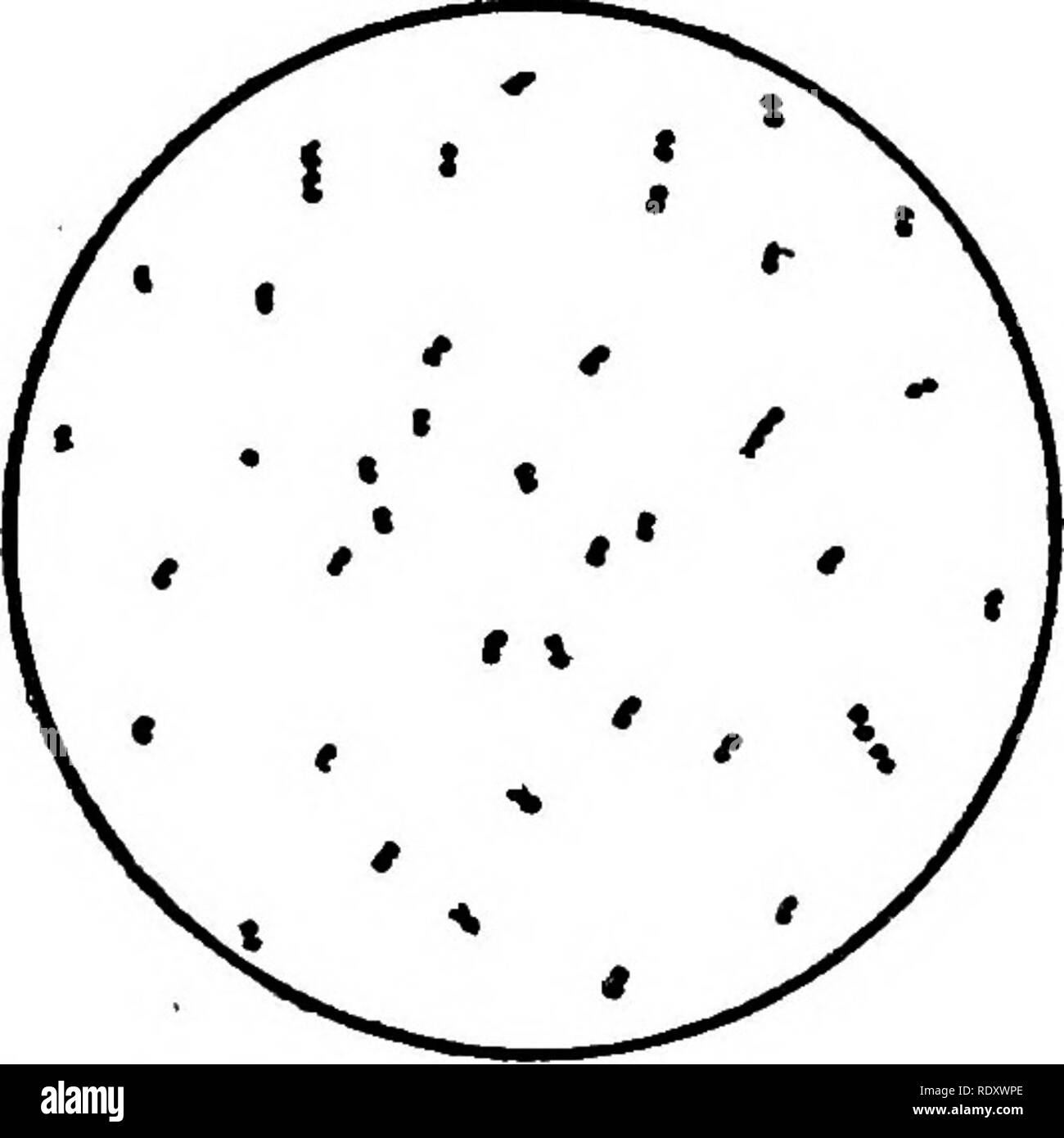 microorganismos en la leche