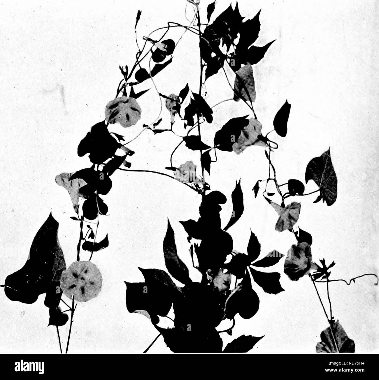 . Las familias de plantas en floración. Las plantas; de fanerógamas. A". Fig. 194. La mañana común gloria {Ipomoea purpurea) después de Fotografía por Carl Krebs. Por favor tenga en cuenta que estas imágenes son extraídas de la página escaneada imágenes que podrían haber sido mejoradas digitalmente para mejorar la legibilidad, la coloración y el aspecto de estas ilustraciones pueden no parecerse perfectamente a la obra original. Pollard, Charles Louis, 1872-. Washington, D. C. , el mundo vegetal Co Foto de stock