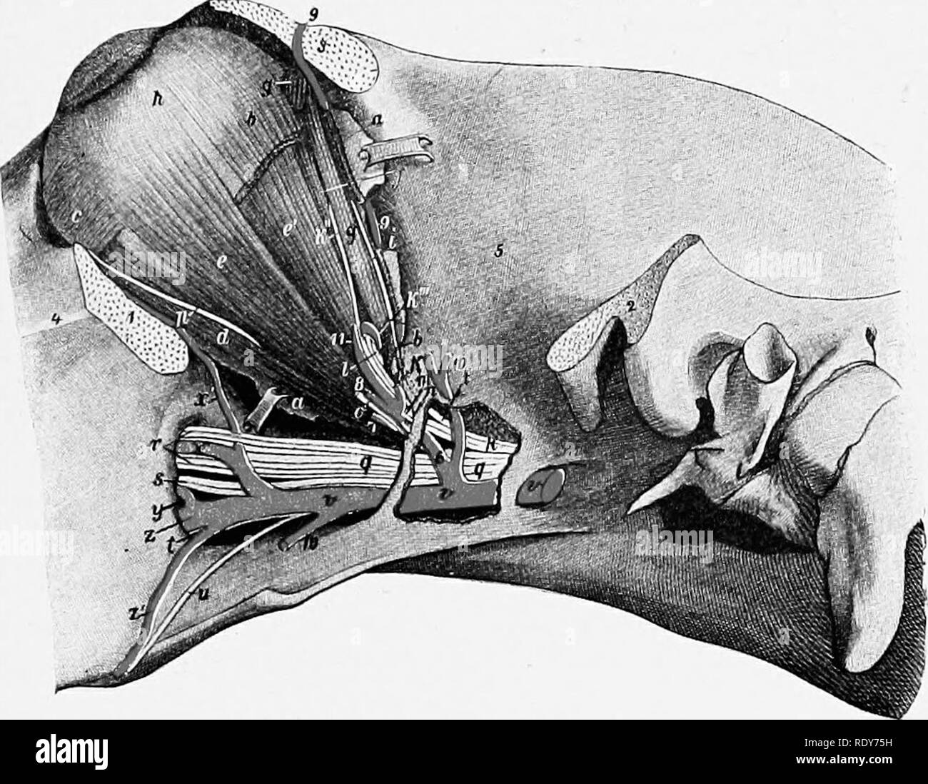 La anatomía de los animales domésticos . Anatomía Veterinaria. Â La arteria  maxilar interna 647 complejos de curso y la gran cantidad de ramas que  desprenden es conveniente dividir en tres