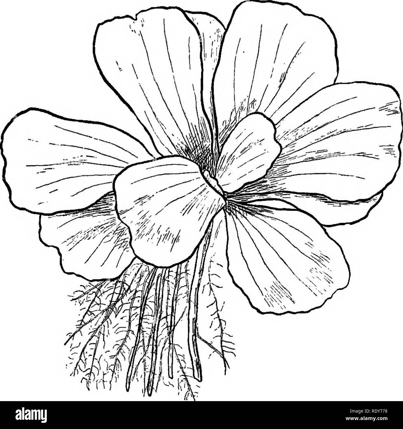 Planta ornamental con nombres Imágenes de stock en blanco y negro - Alamy Planta ornamental con nombres Imágenes de stock en blanco y negro - Alamy