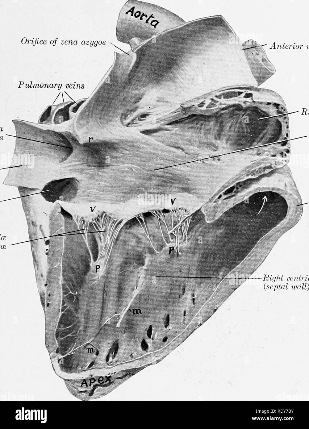 La anatomía de los animales domésticos . Anatomía Veterinaria. Los ocho  ATRIUM 621 caudalis) está en la parte posterior, opuesta al quinto espacio  intercostal. Entre las dos bolsas de la pared
