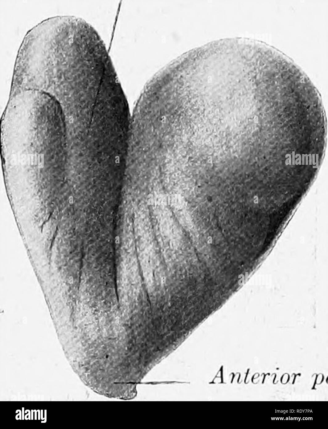 La de los animales domésticos . Anatomía Veterinaria. Polo Polo Anterior Atikrior Fig. de buey suprarrenal; â Ventral ^er. Fig. 510.âRight de buey suprarrenal; Vista Endurecido in situ.