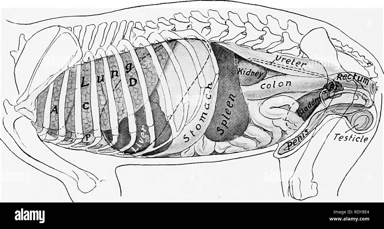 La anatomía de animales domésticos . Anatomía Veterinaria. 506 El sistema digestivo del perro superficie visceral del estómago y el colon transverso, y en polo anterior del riñón