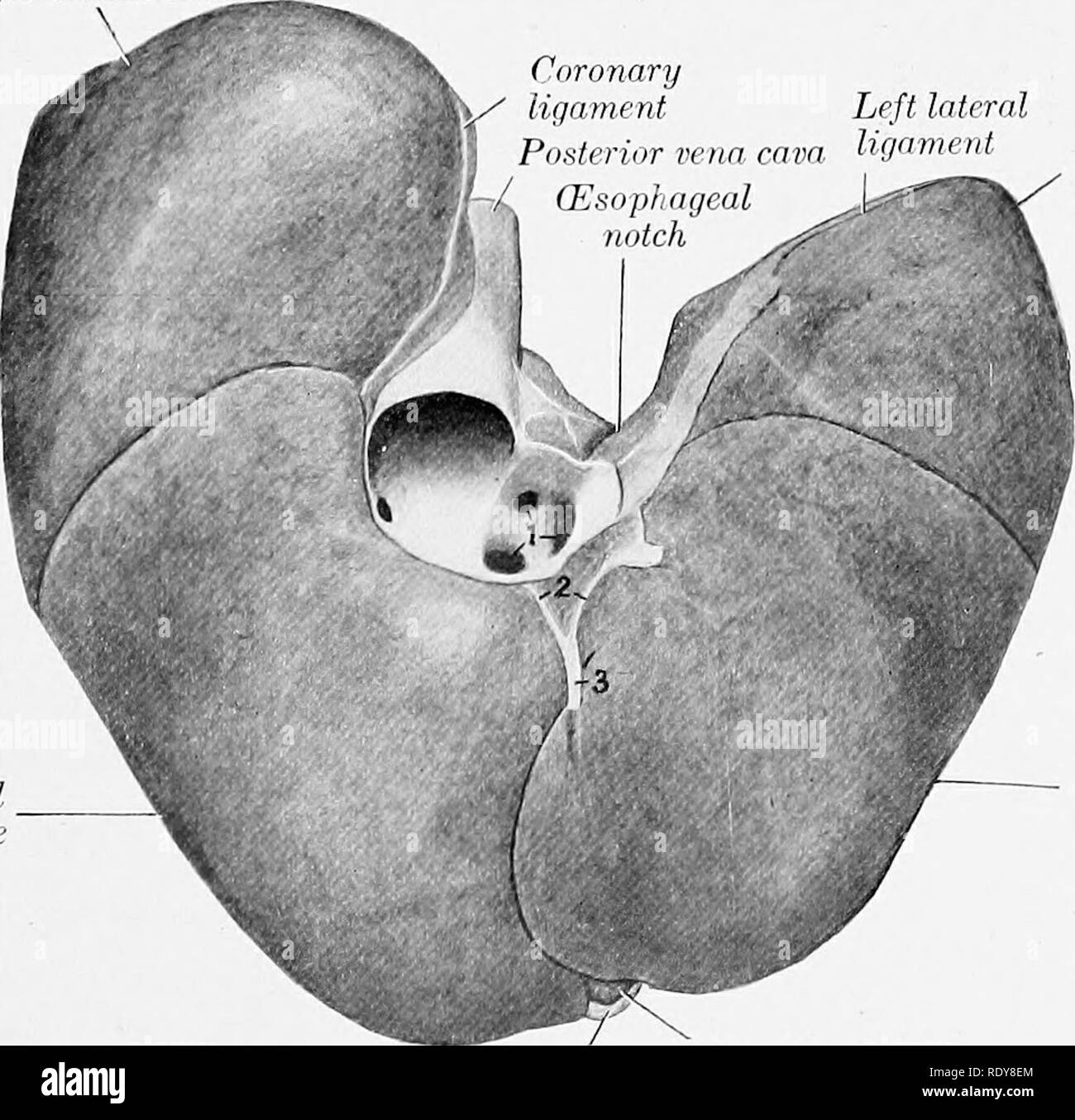 La anatomía de los animales . Anatomía Veterinaria. Fig. 444.- Hígado de Espécimen suave trazado con lóbulos dibujado aparte. Lóbulo lateral derecho lateral izquierdo del ligamento coronario vena posterior