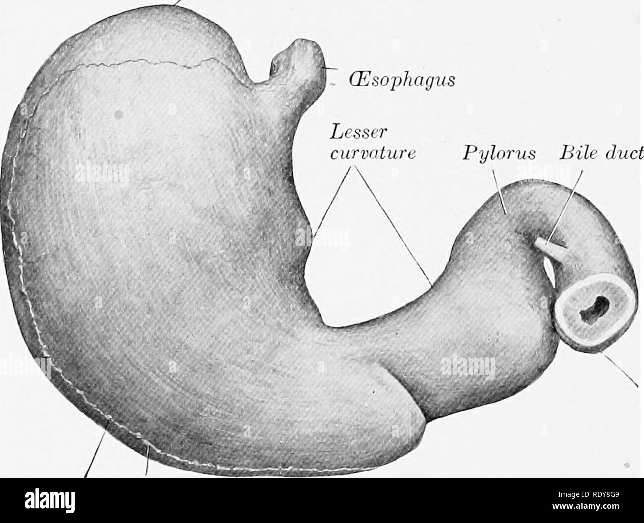 La anatomía de los animales domésticos . Anatomía Veterinaria. Fig. 43S.- estómago de perro; Superficie parietal. Órgano in situ cuando fija bien  llenos. Extremidad izquierda. Duodeno Superior Adjunto de curvatura epiplón  Fig.