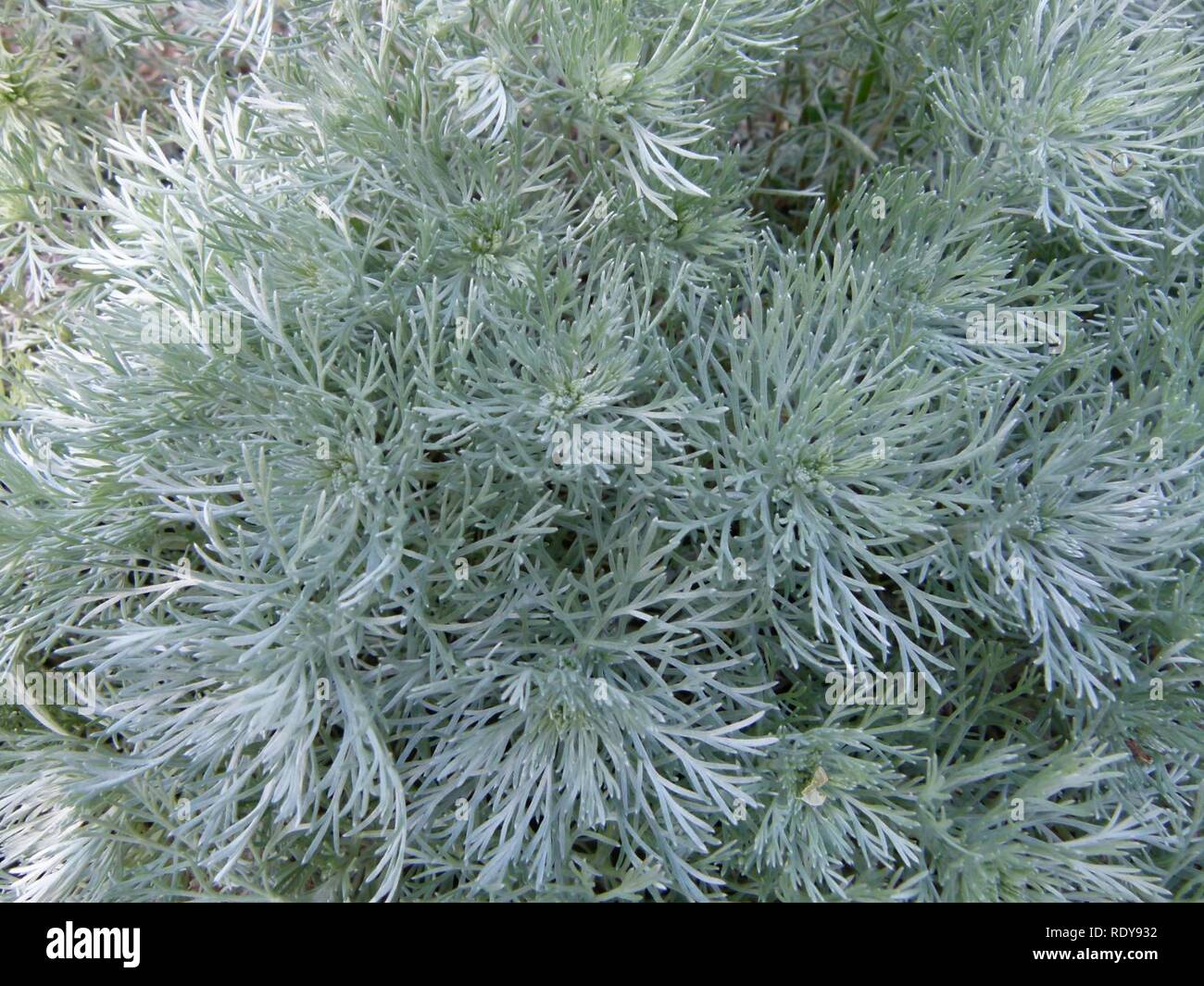 Artemisia schmidtiana Parc de Bercy. Foto de stock