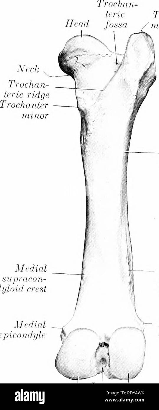 La Anatomia De Los Animales Domesticos Anatomia Veterinaria Xeck T V J Epieniiaijl Medial V5 Wt Gt Laterales Mnlial Troehlea Coadijle Eniiil Jle Fk I J I Ijight Femur De Cerdo Axterk U Er Sapraeo