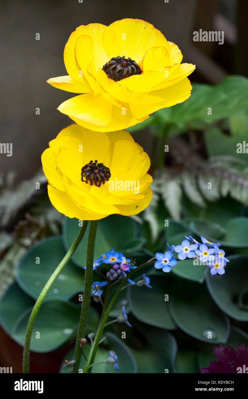 Ranunculus flores crecen a partir de bulbos, amor a pleno sol, florecen en primavera. Pueden ser cultivadas en macetas Fotografía de stock - Alamy