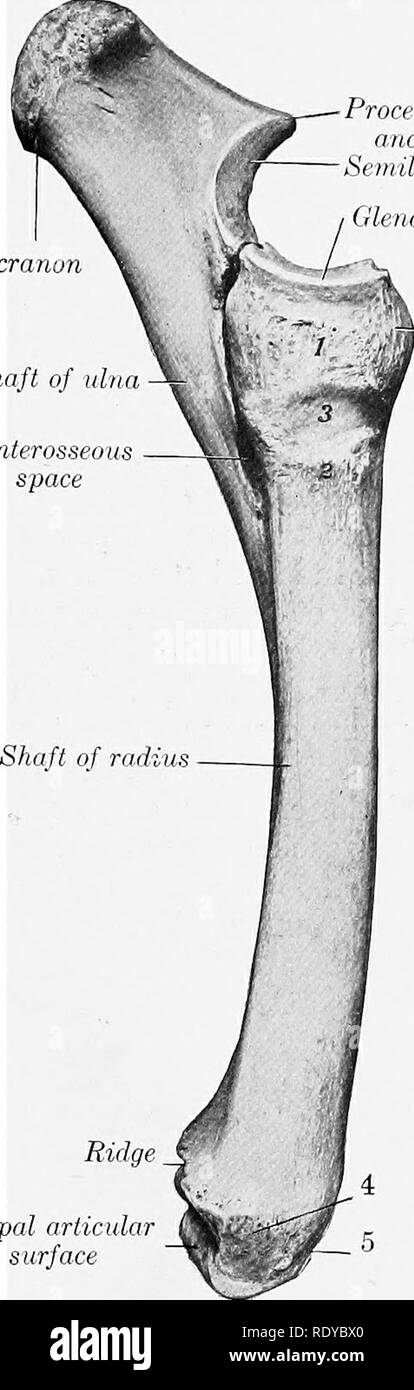 La anatomía de los animales domésticos . Anatomía Veterinaria. Olecra. El  eje del cúbito espacio intraoseos. Pi ocessus nnconceus Sttnilunar muesca  cavidad glenoidea - ,"- tuberosidad Radial de cerdo. 67.-radio y