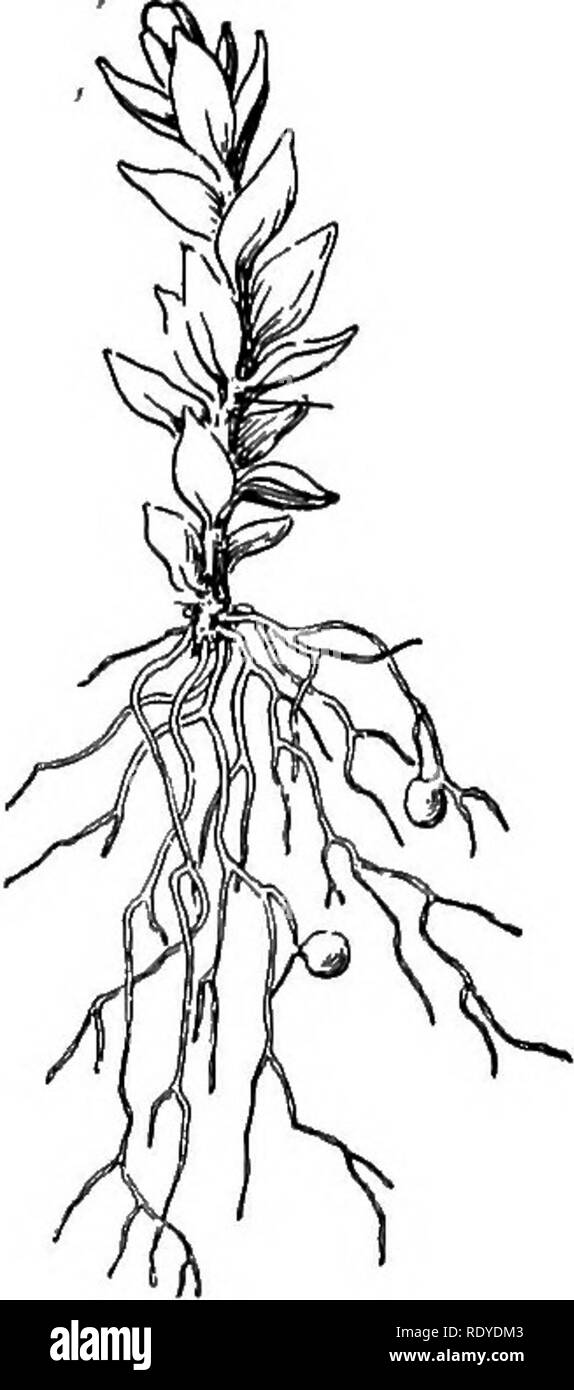 La vida vegetal y los usos de las plantas; un libro elemental, una  fundación para el estudio de la agricultura, la ciencia doméstica o colegio  botánica. La botánica. Fig. 200. -