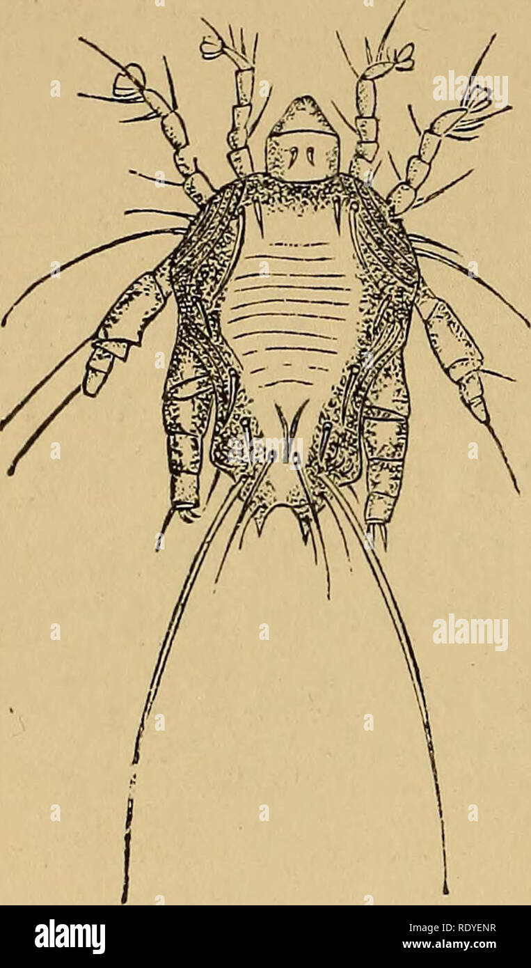 . La Entomología Económica. Los insectos beneficiosos; Las pestes del insecto; Thysanura. 326 ARACHNOIDEA. Caso ácaros, y tiene mucho de su aspecto, aunque también mucho de XV. ' Que de lo anterior ratón-ácaros. Nos. Myocoptes IMUSCULINUS (Pediculus muris nmsculi, Schrank. ; Dermaleichu&amp; '^' ^7' musculinus, Koch).-16. Magnifica boceto de machos y hembras de insectos. 17. Ídem de mujeres. Ambos copiados de las cifras Claparede.. Por favor tenga en cuenta que estas imágenes son extraídas de la página escaneada imágenes que podrían haber sido mejoradas digitalmente para mejorar la legibilidad, la coloración y el aspecto de estas ilustraciones pueden no perfecta Foto de stock