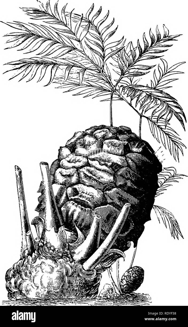 aa bolsagage allowance