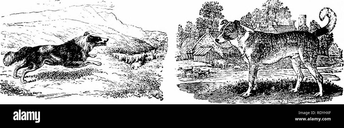 que razas hacen un bandog