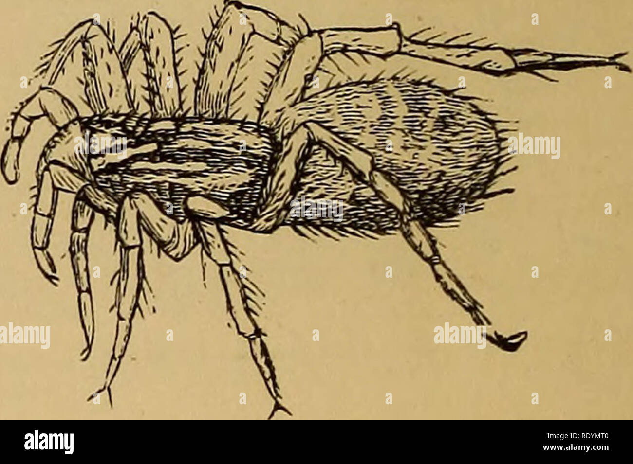 La Entomologia Economica Los Insectos Beneficiosos Las Pestes Del Insecto Thysanura Nemesia Csementaria Apenas Mag Nified