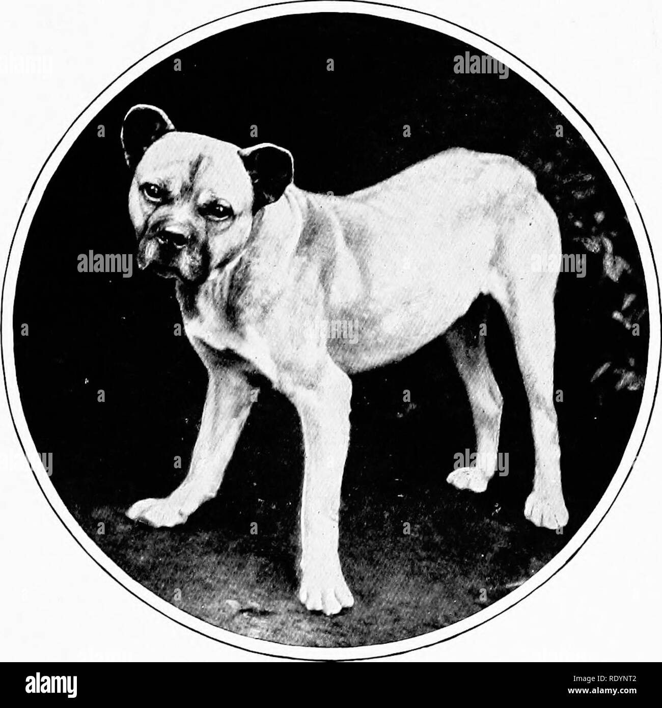 Perro alano espanol fotograf as e im genes de alta resoluci n Alamy